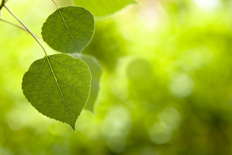 stockphotoaspenleavesselectivefocusfocusonedgeofleafwithsoftgreenhuebokehinbackground53947537